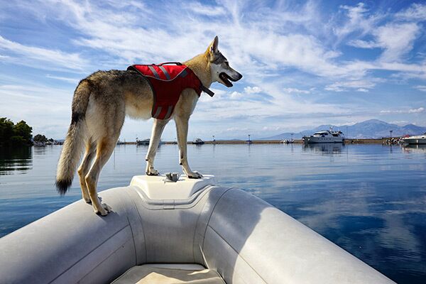 Migliori accessori per cani in barca - Passione Barca